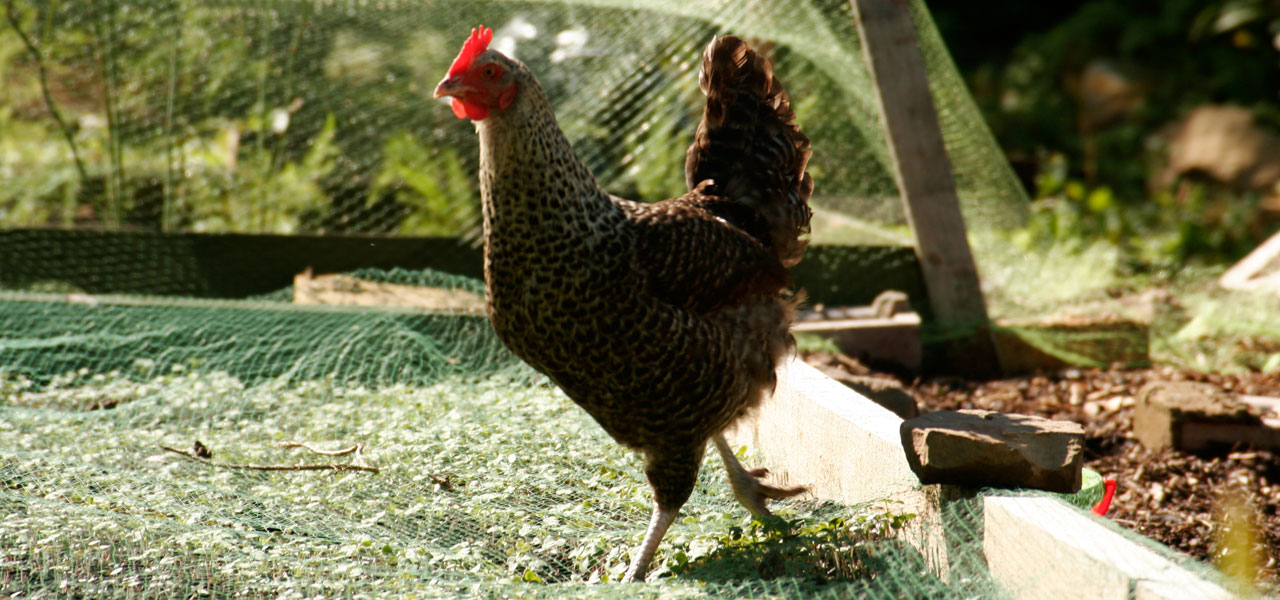 Swansfield Stables - The Chicken