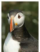 puffin